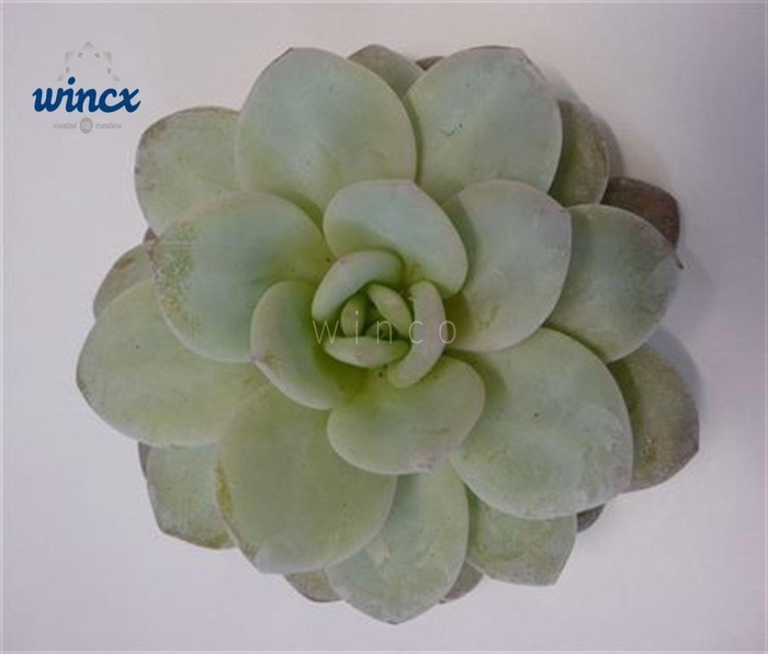 <h4>Echeveria Laui Cutflower</h4>