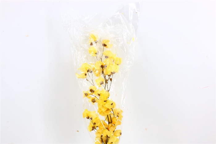 Dried Bougainvillea 55cm Yelllow Bunch