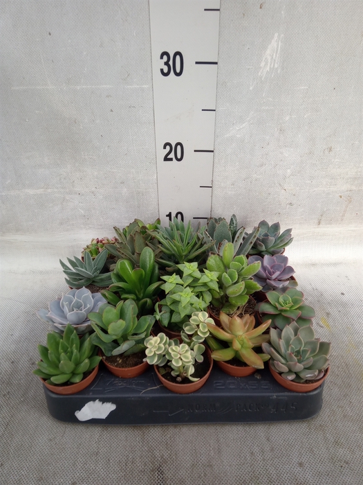 <h4>Succulents   ...</h4>