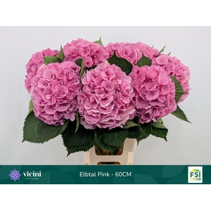 HYDRANGEA  'ELBTAL ROSE'