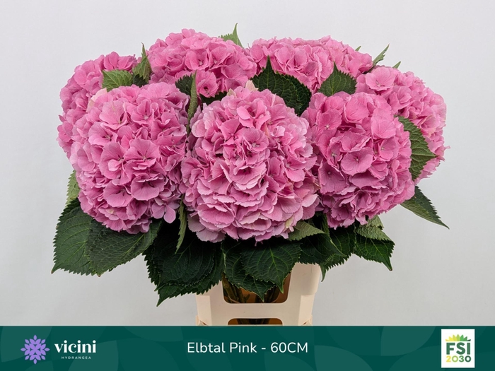 <h4>HYDRANGEA  'ELBTAL ROSE'</h4>