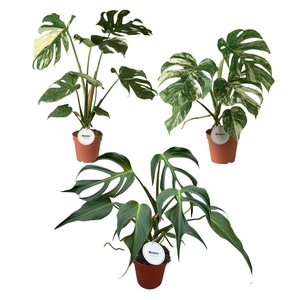 Monstera Mix