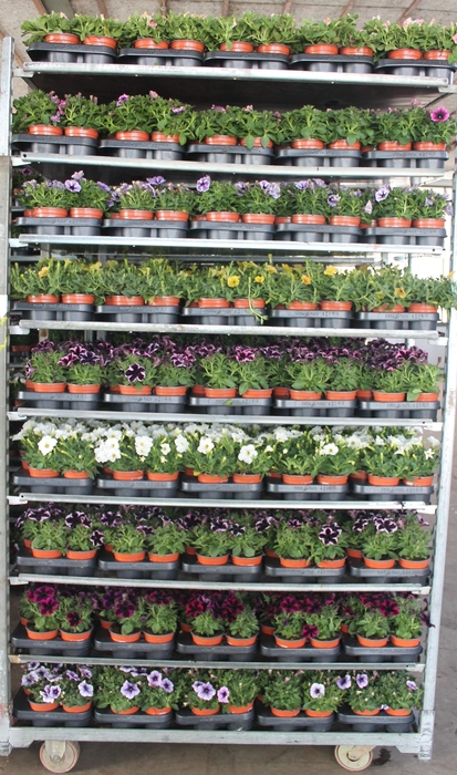 <h4>PET POTU GEM</h4>