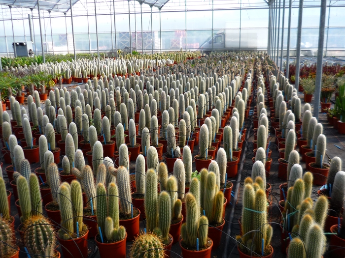<h4>Cactus overig</h4>