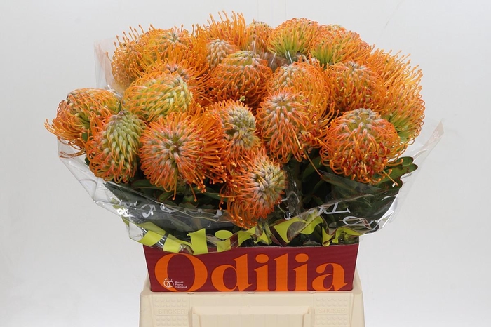 <h4>Nutans Soleil</h4>