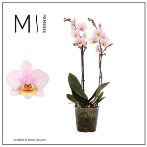 Phalaenopsis San Jose 2 spike - 12cm | Mimesis