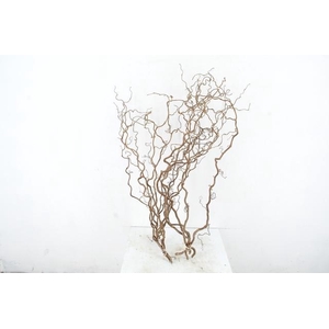 CORYL AV CONTORTA 2 JARIG 160CM