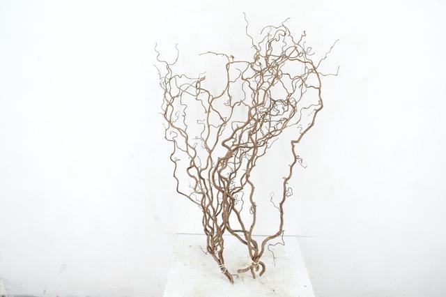 <h4>CORYL AV CONTORTA 2 JARIG 080CM</h4>