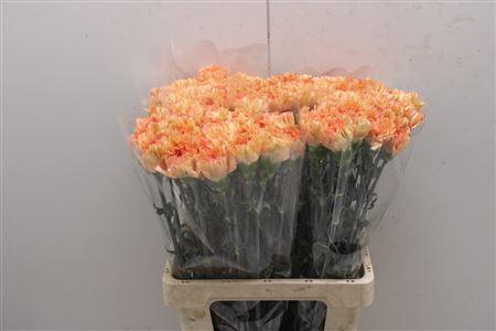 <h4>Di St Dafne</h4>