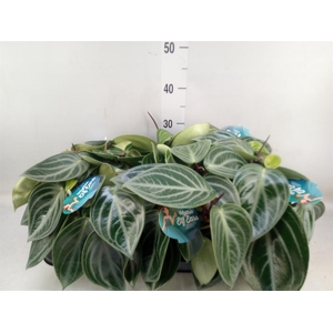 Peperomia