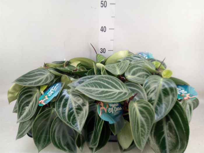 <h4>Peperomia</h4>