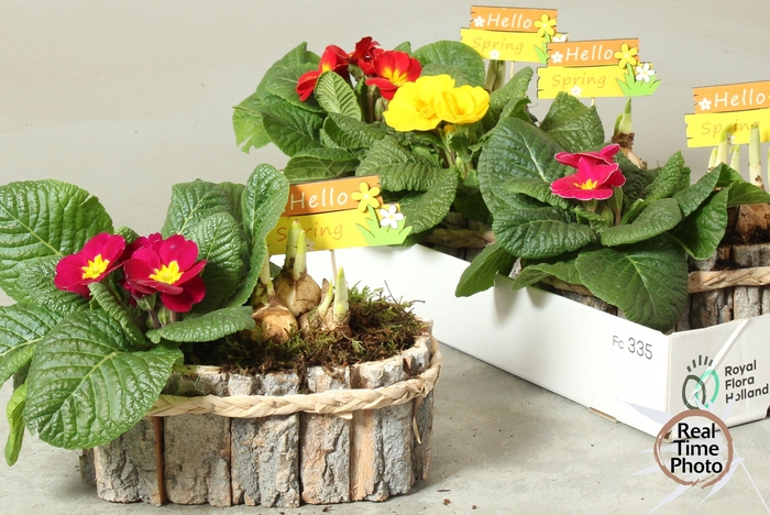 <h4>ARR TUINPLANTEN</h4>