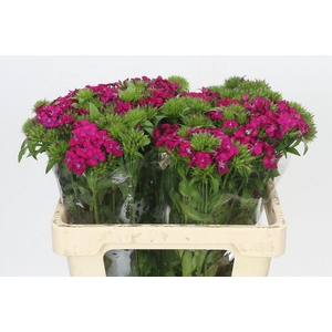 Dianthus Br Amazon Neon Cherry