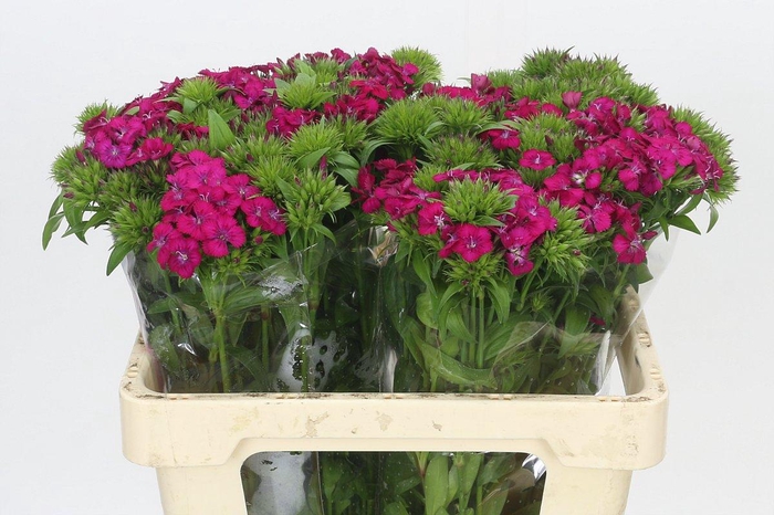 <h4>Dianthus Br Amazon Neon Cherry</h4>