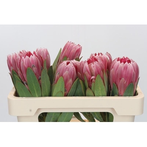Protea Carnival