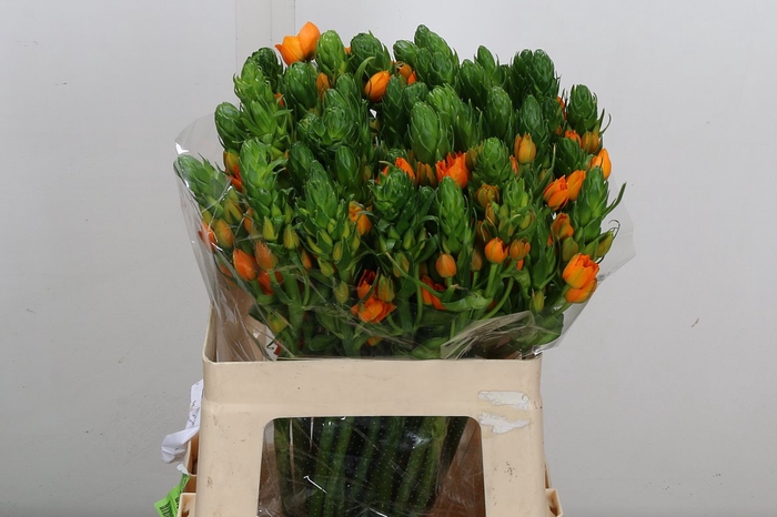 <h4>Ornit Db Orange Fire</h4>