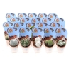 Cactus gemengd potcover Potcover indian line, PV5025