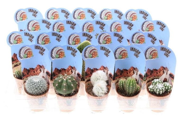 Cactus gemengd potcover Potcover indian line, PV5025