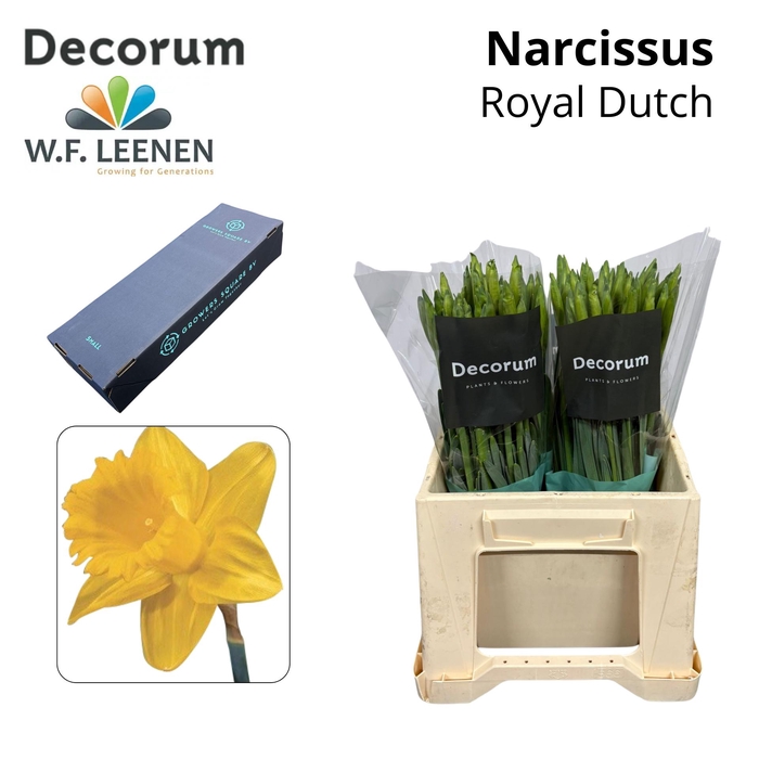 <h4>Narcissus Royal Dutch Small Box 100</h4>