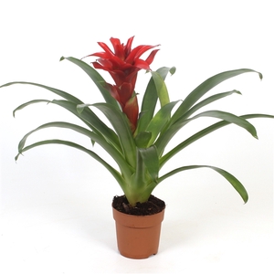 Guzmania Denise