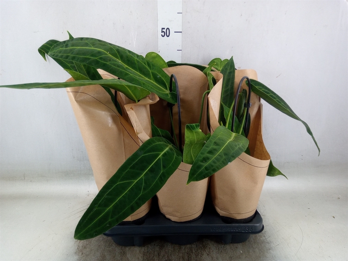 <h4>Anthurium   ...</h4>