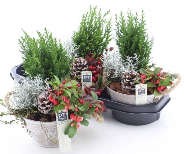 <h4>ARR TUINPLANTEN</h4>