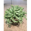 Crassula Hottentot