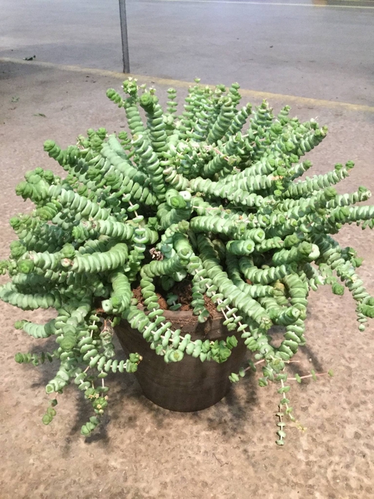 Crassula Hottentot