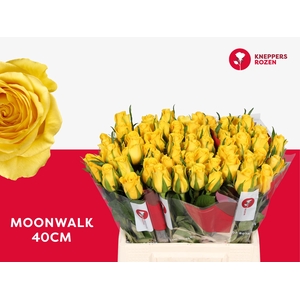 R GR MOONWALK 40 (YOUNG)