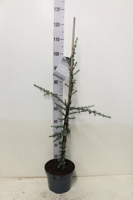 <h4>Cedrus libani 'Glauca' P23 potgedrukt</h4>