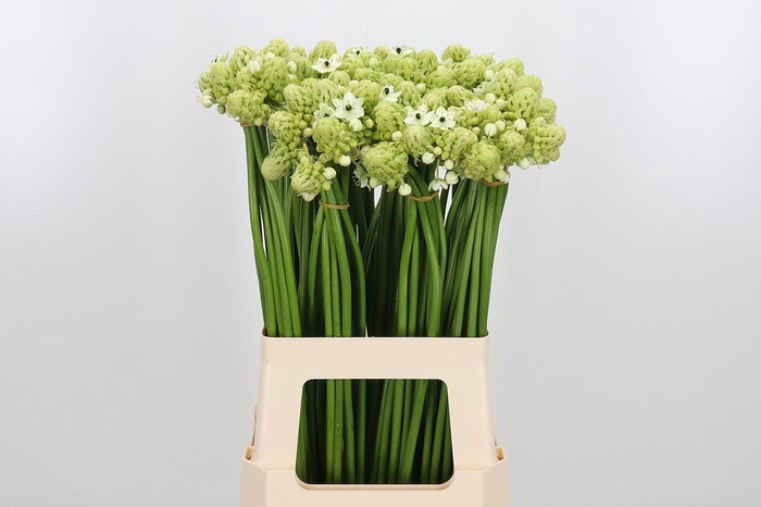 <h4>Ornit Saundersiae</h4>