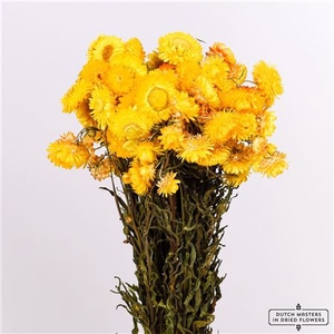 Dried Helichrysum Yellow Bunch