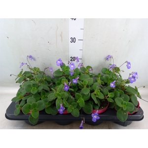 Streptocarpus saxorum