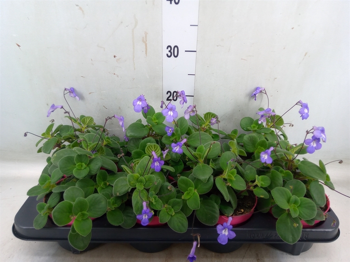 <h4>Streptocarpus saxorum</h4>