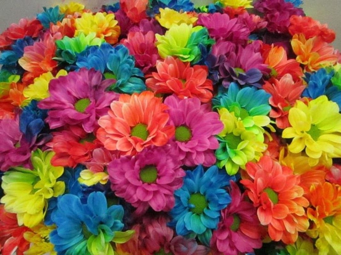 <h4>Chr T Kennedy Rainbow</h4>