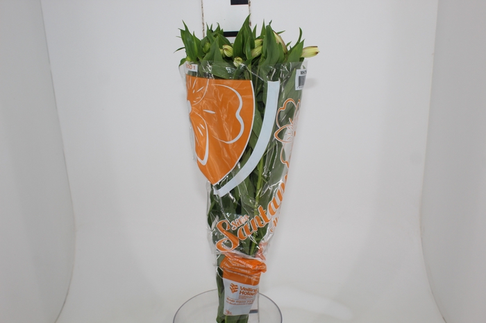 <h4>ALSTROEMERIA WHITNEY 080 CM</h4>