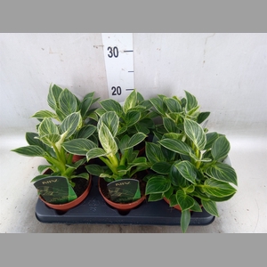 Philodendron   ...