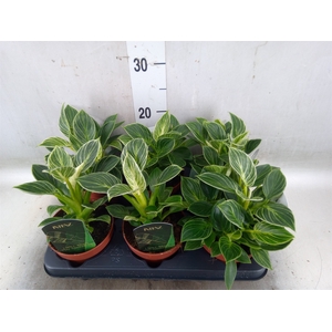 Philodendron   ...