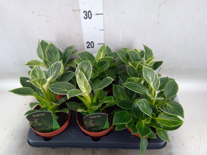 <h4>Philodendron   ...</h4>