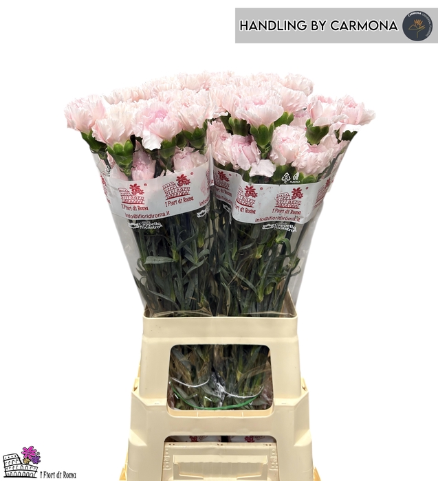 <h4>DI ST BRIDAL DAMASCU</h4>