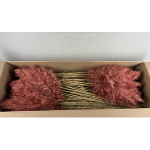 DF Pampas 115cm Old Pink