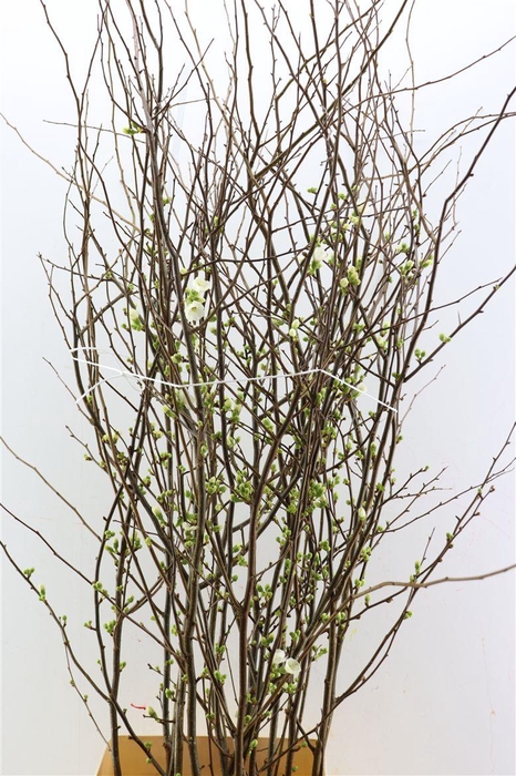 <h4>Chaenomeles Ivoor</h4>