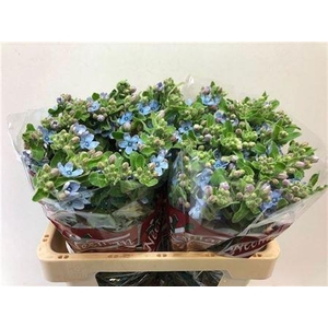 Oxypetalum Tan Pur Blue