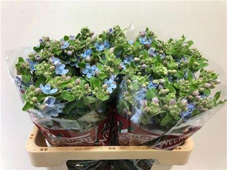<h4>Oxypetalum Tan Pur Blue</h4>