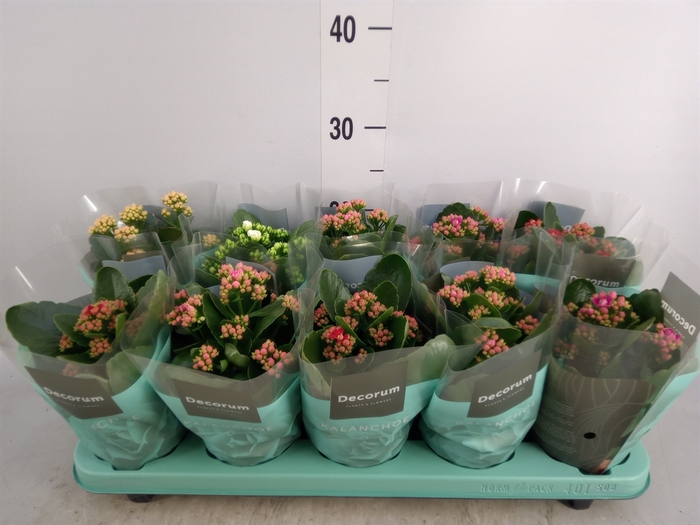 <h4>Kalanchoe blos.   ..rosebud mix  5</h4>