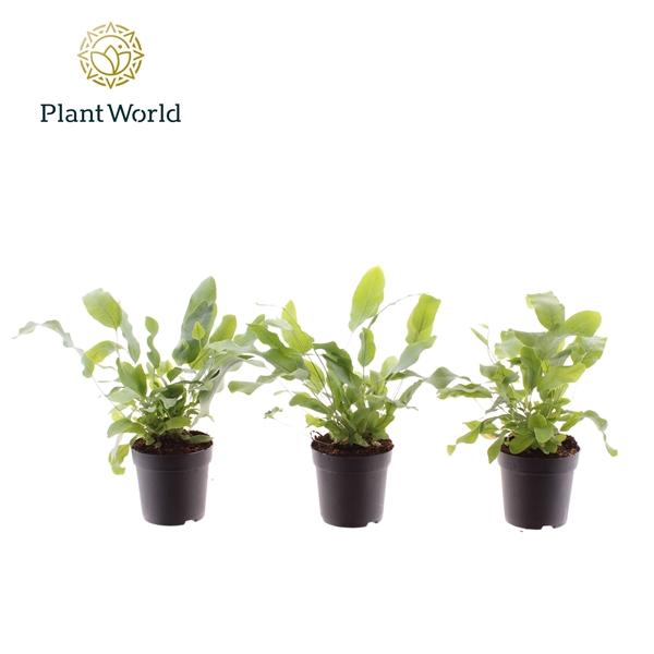 <h4>Phlebodium aureum 'Blue Star'</h4>