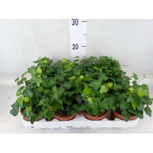 Hedera helix 'Wonder'