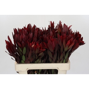 Leucadendron Saf Sunset Dark Red