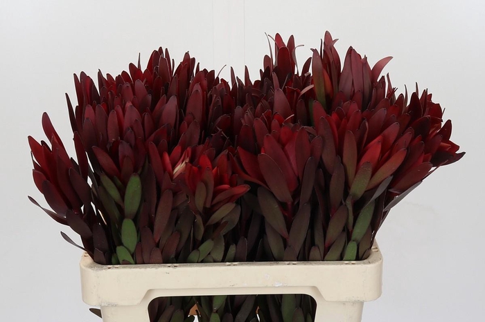 Leucadendron Saf Sunset Dark Red