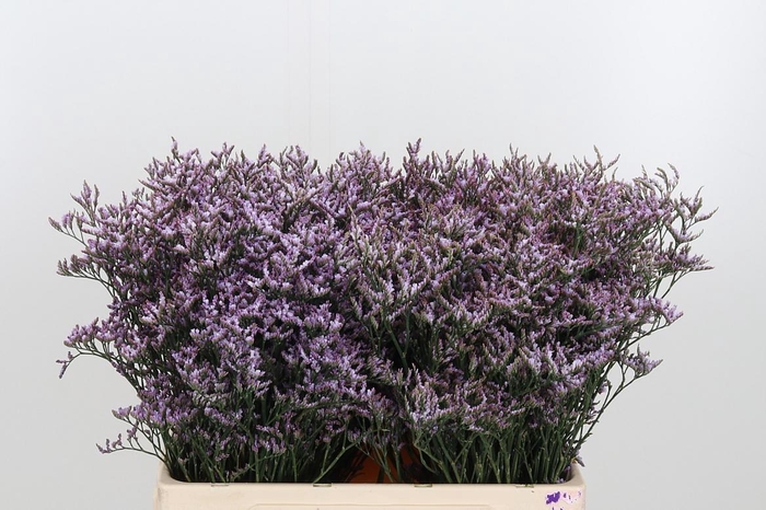 <h4>Limon Safora Lilac</h4>